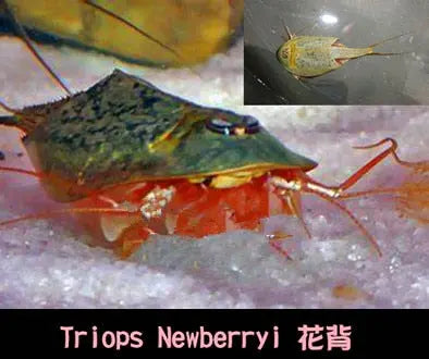 https://yeechop.com/products/50-triops-hatching-eggs-gd13?_pos=1&_sid=13ee9b20e&_ss=r&variant=42602426106020