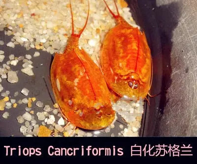 https://yeechop.com/products/50-triops-hatching-eggs-gd13?_pos=1&_sid=13ee9b20e&_ss=r&variant=42602426106020