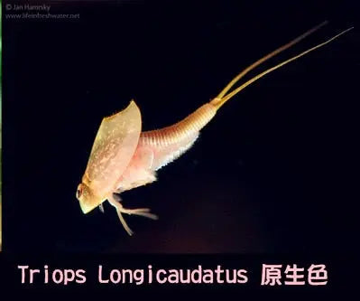 https://yeechop.com/products/50-triops-hatching-eggs-gd13?_pos=1&_sid=13ee9b20e&_ss=r&variant=42602426106020