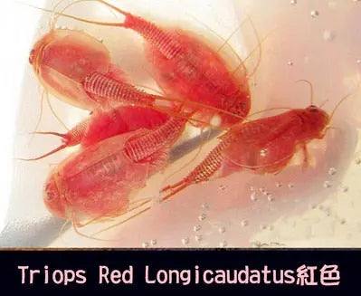 https://yeechop.com/products/50-triops-hatching-eggs-gd13?_pos=1&_sid=13ee9b20e&_ss=r&variant=42602426106020