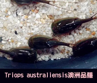 https://yeechop.com/products/50-triops-hatching-eggs-gd13?_pos=1&_sid=13ee9b20e&_ss=r&variant=42602426106020