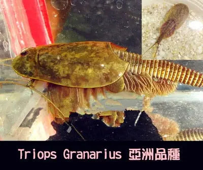 https://yeechop.com/products/50-triops-hatching-eggs-gd13?_pos=1&_sid=13ee9b20e&_ss=r&variant=42602426106020